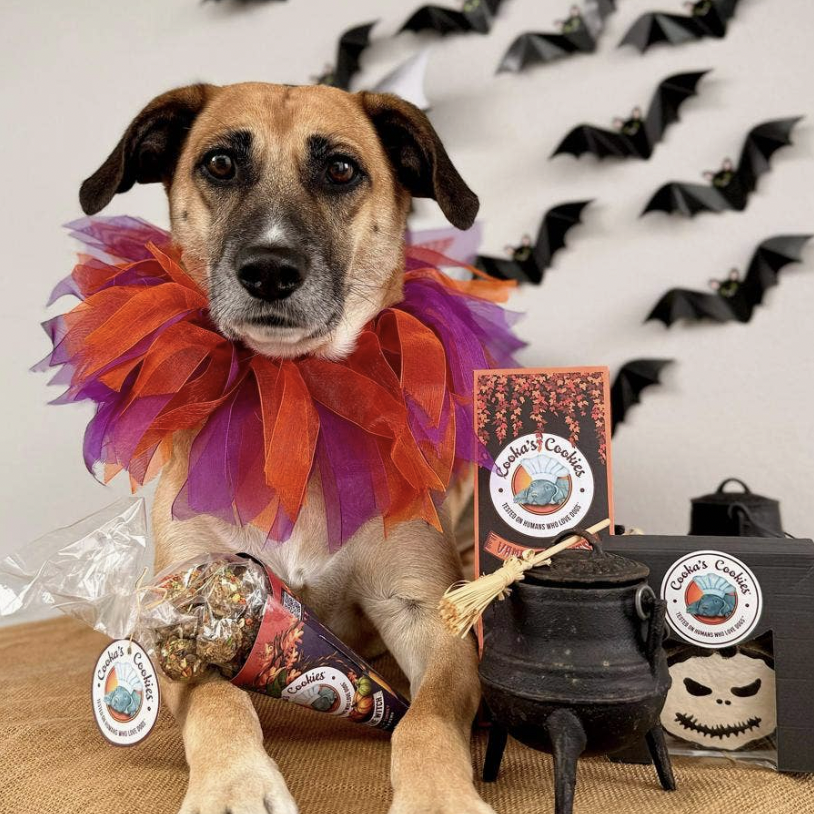 Kiss The Witch | Turkey &amp; Pumpkin Halloween Treats