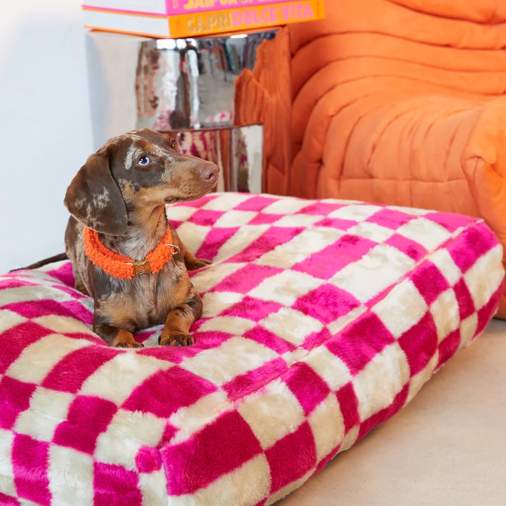 Teddy Collar - Orange