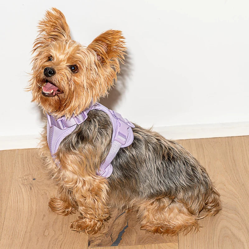 Dog Harness - Lilac