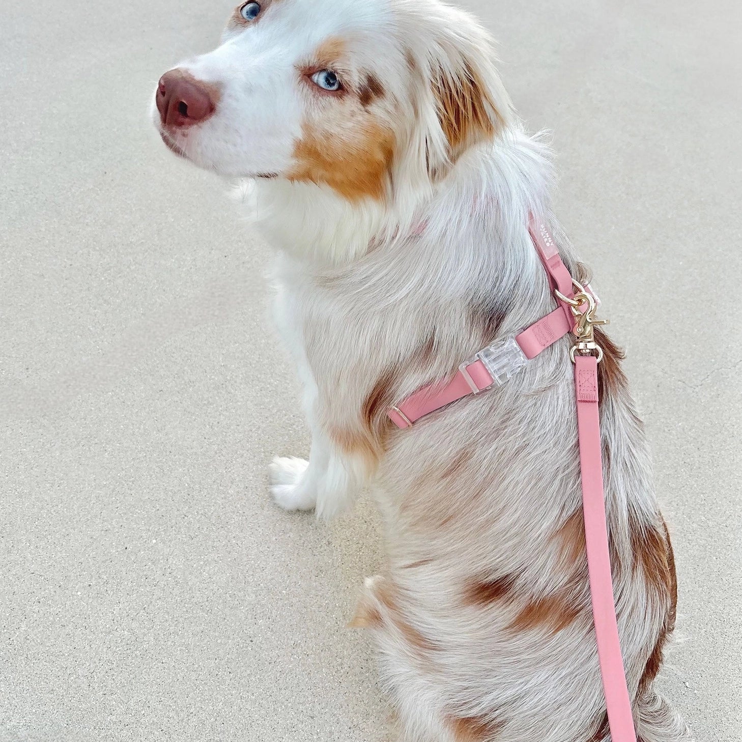 Waterproof Dog Leash - Perfect Pink