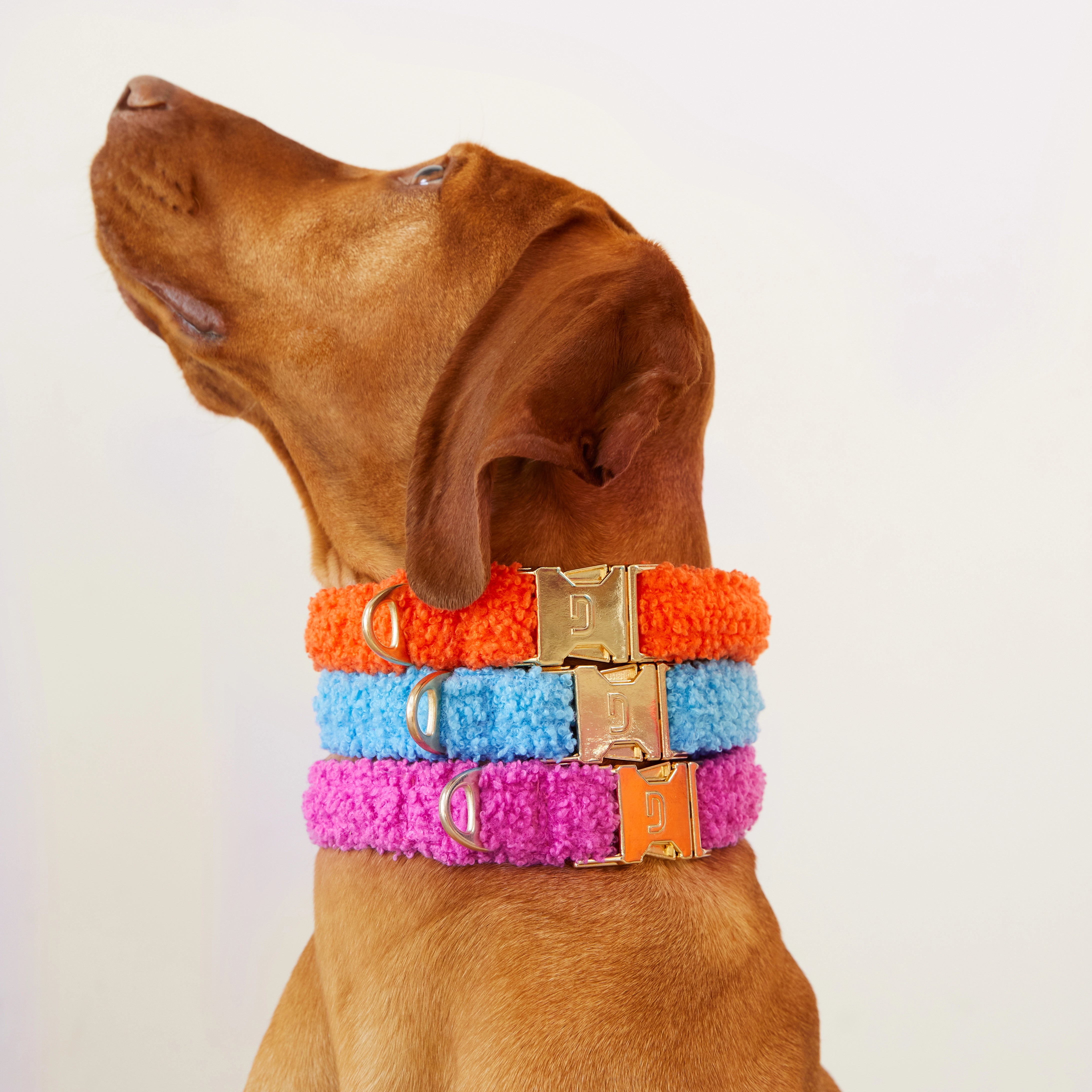 Teddy Collar - Raspberry
