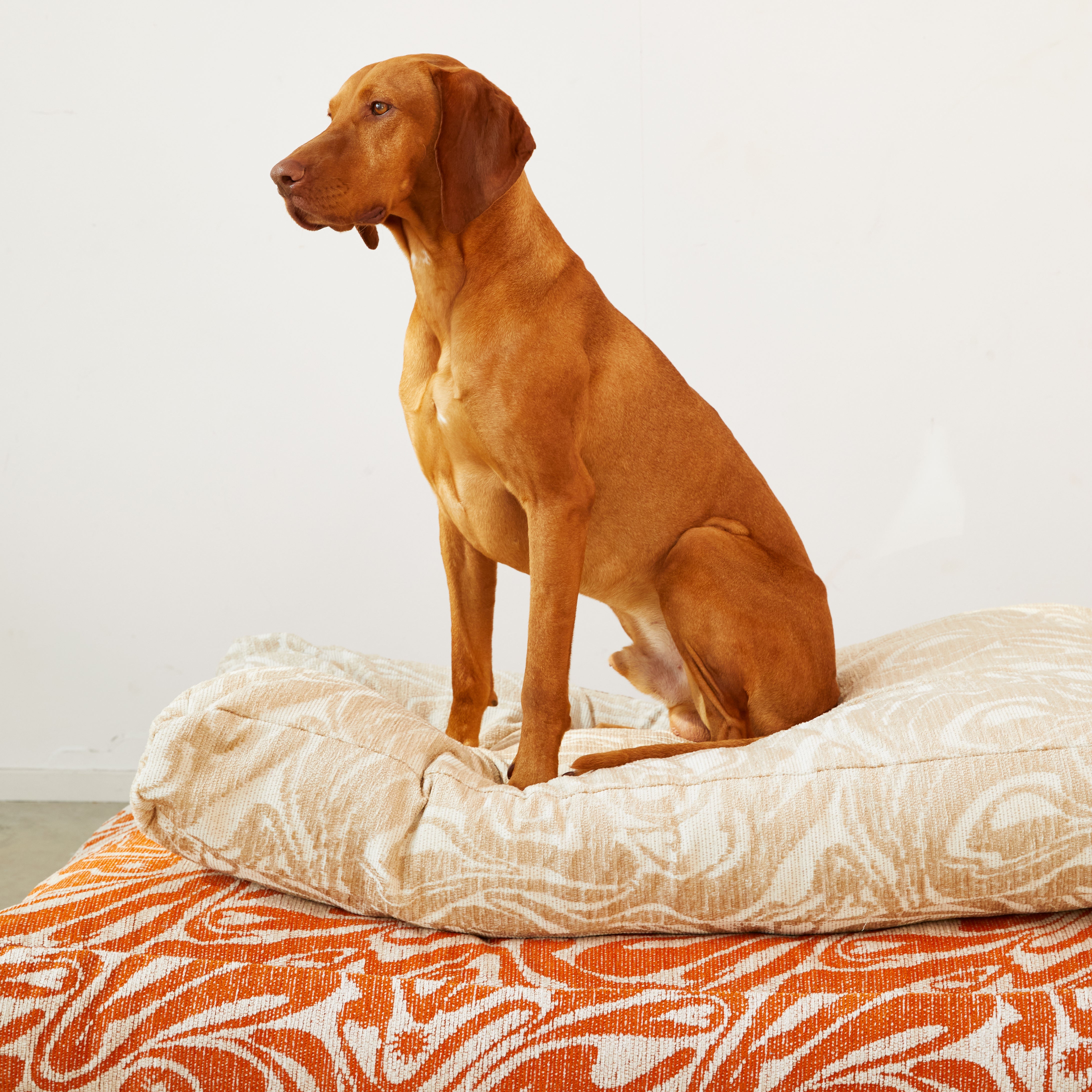 Swirl Dog Bed - Orange/Beige