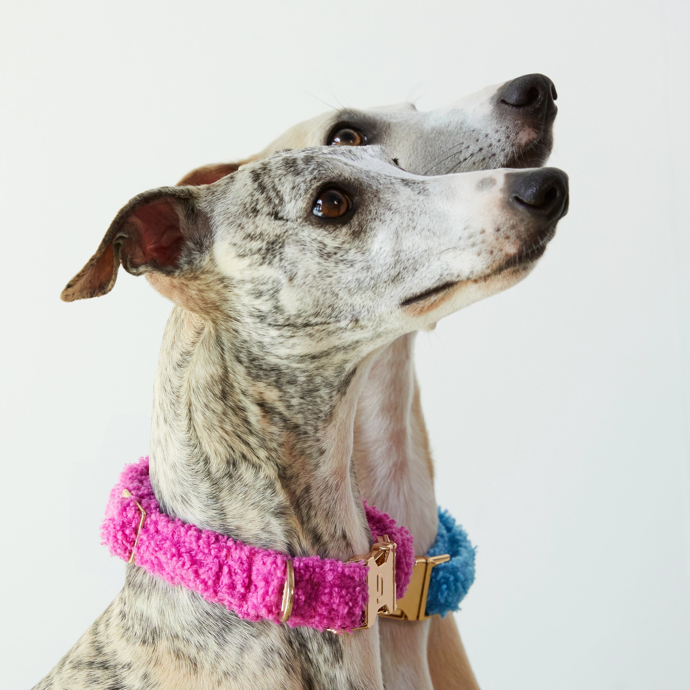 Teddy Collar - Raspberry