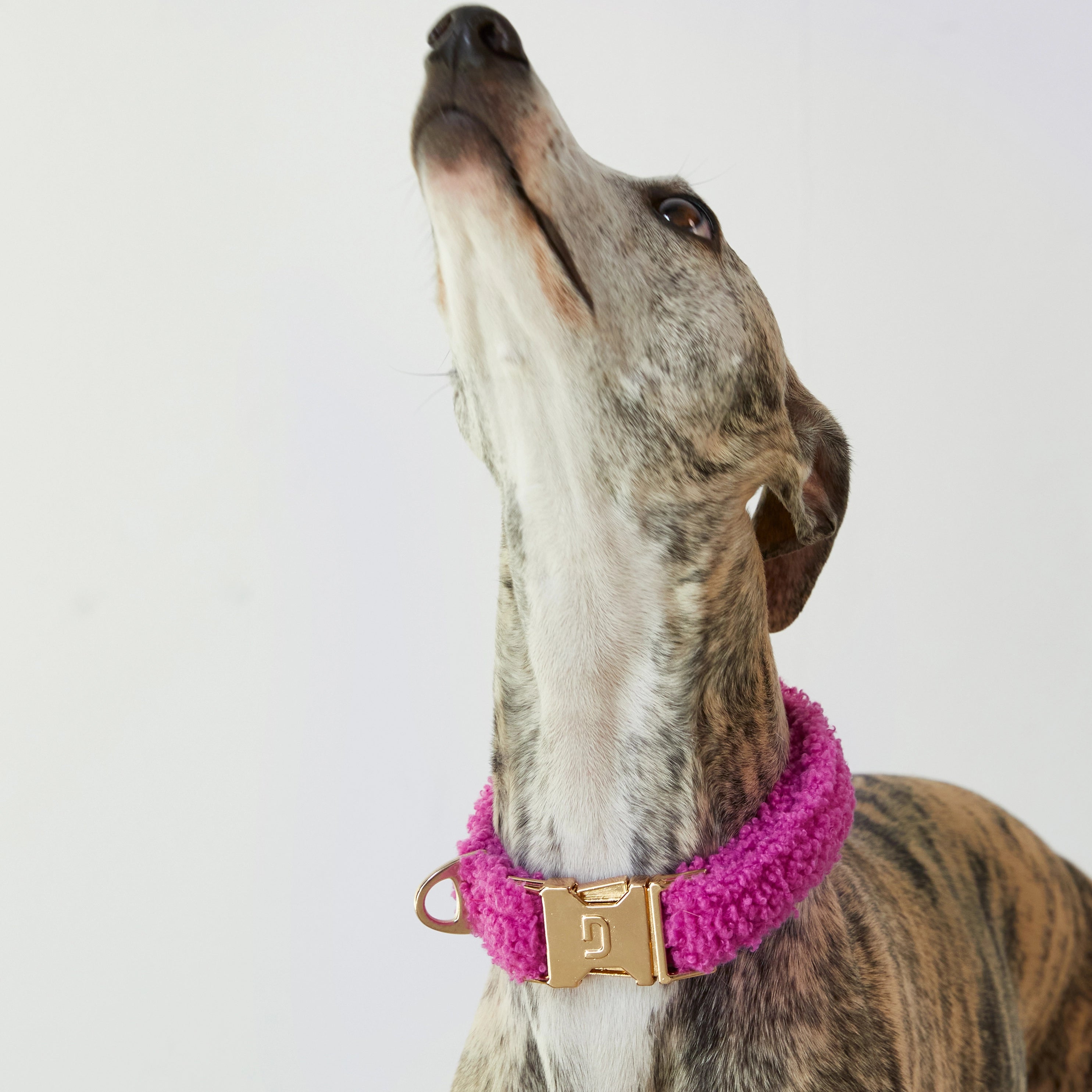 Teddy Collar - Raspberry