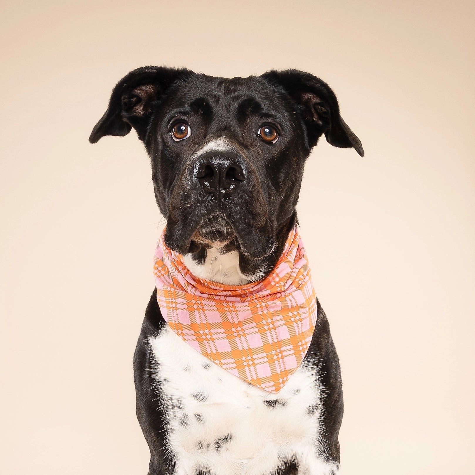Stevie Plaid Bandana