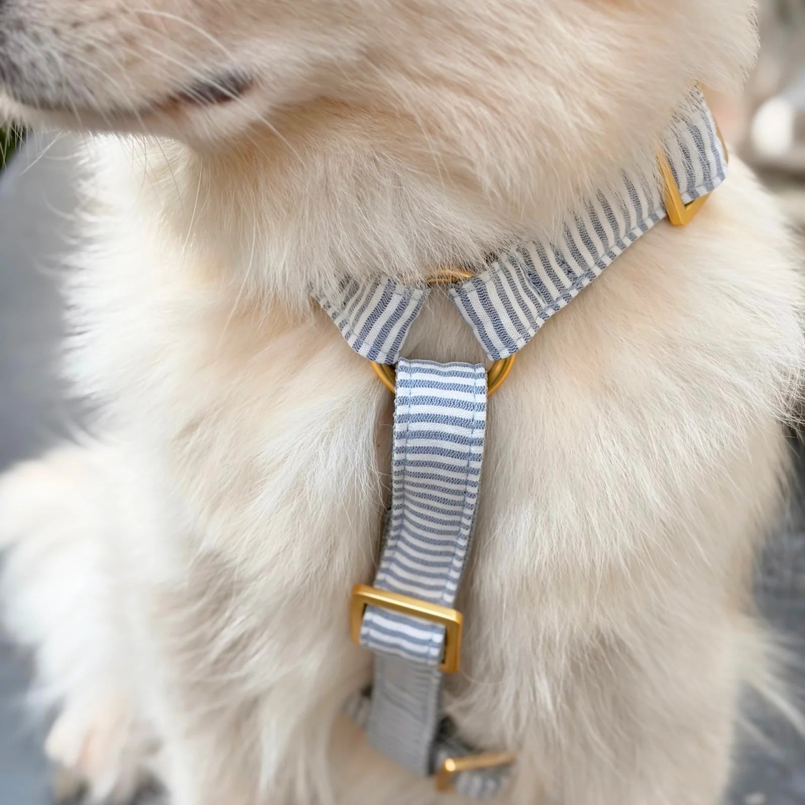 Harness Riviera - Blue