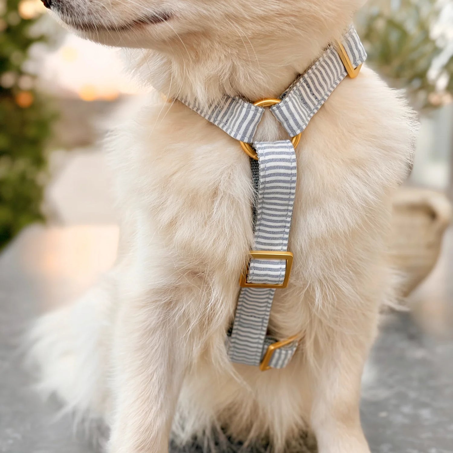 Harness Riviera - Blue