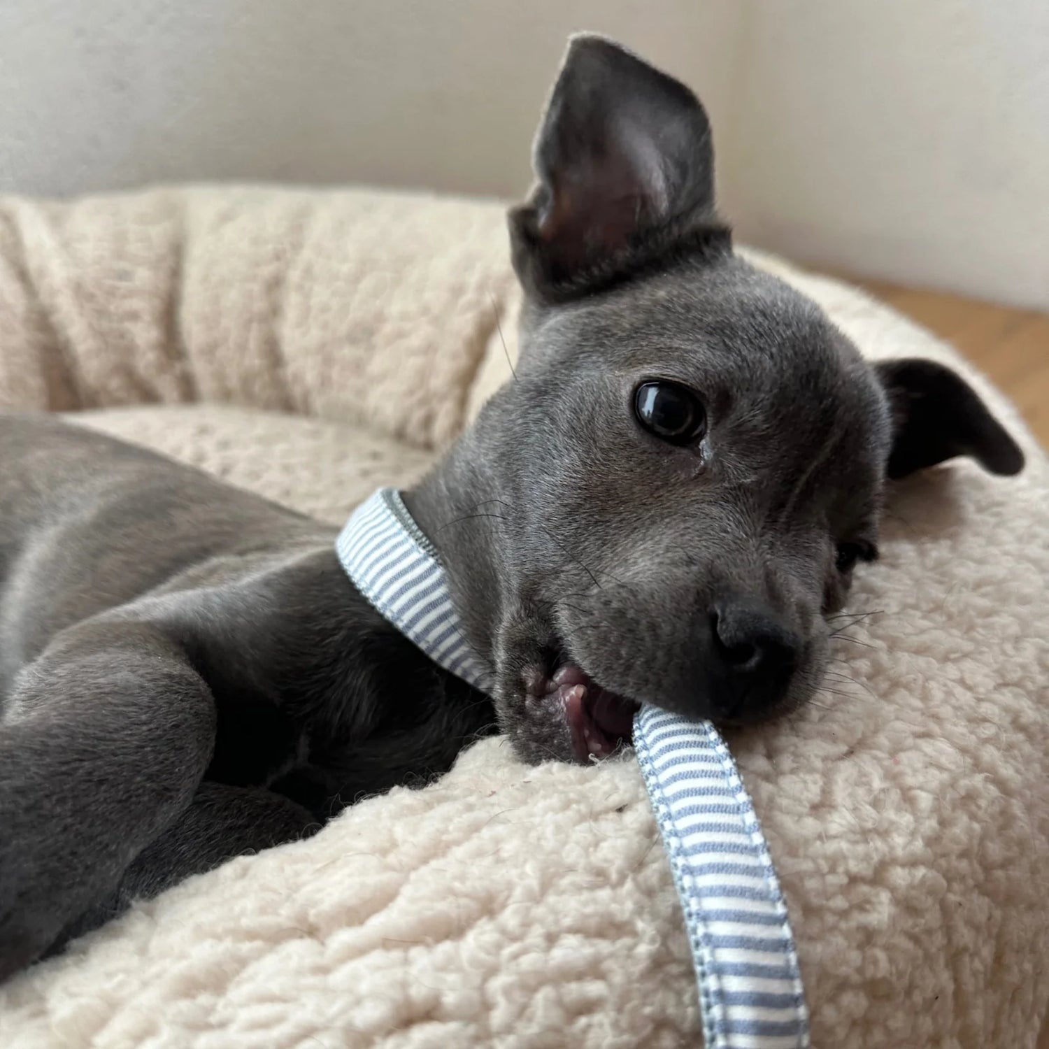 Leash Riviera - Blue