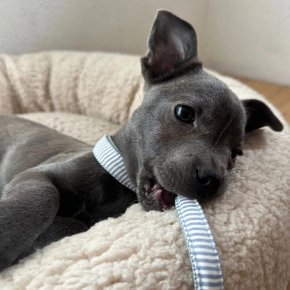 Leash Riviera - Blue