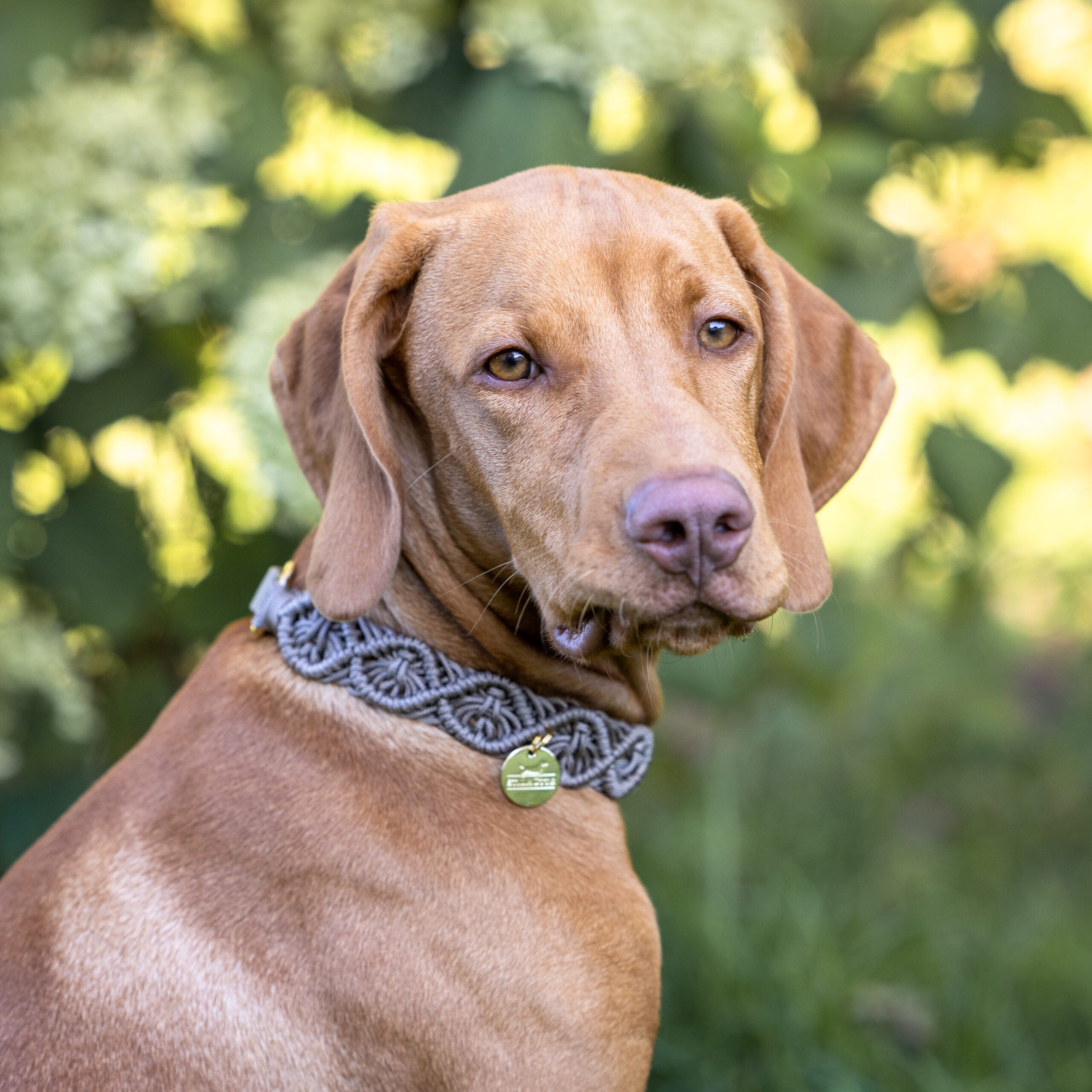 Tan Ocean Collar