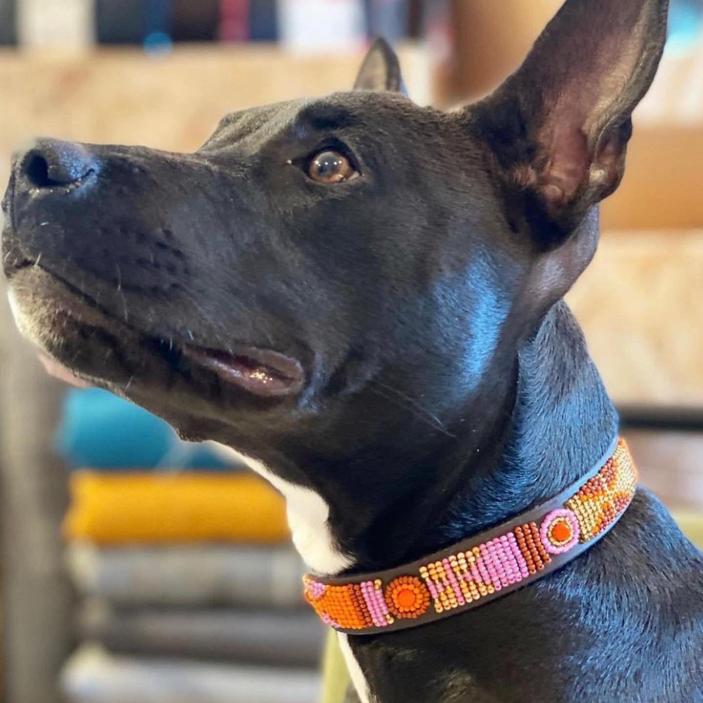 Beaded Dog Collar - Framboise