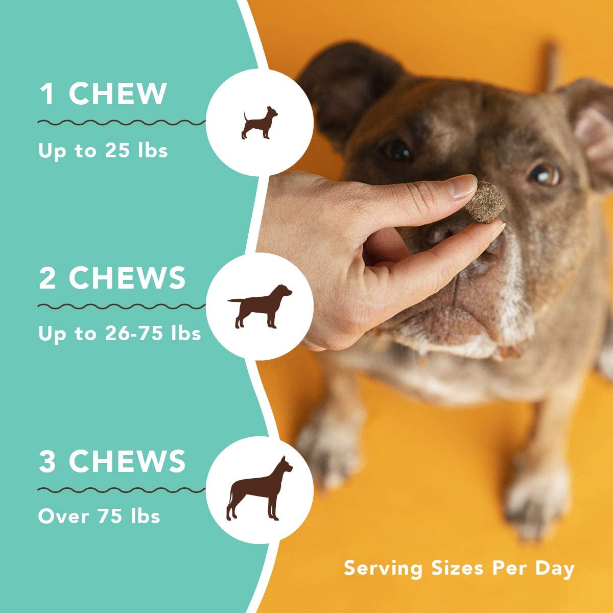Skin & Coat Supplement
