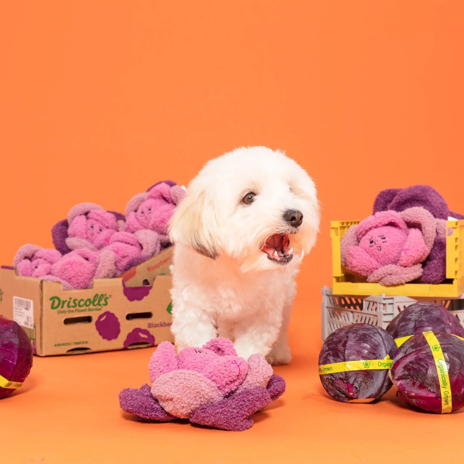 Red Cabbage Nosework Toy