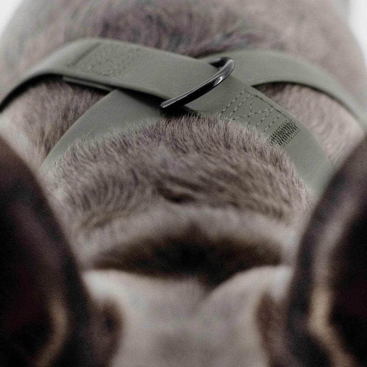 Otto Harness