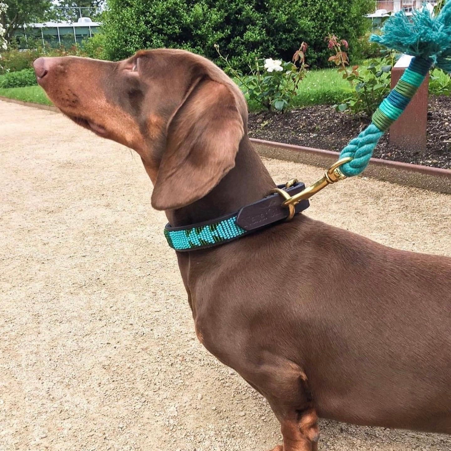 Beaded Dog Collar - Little Giulia