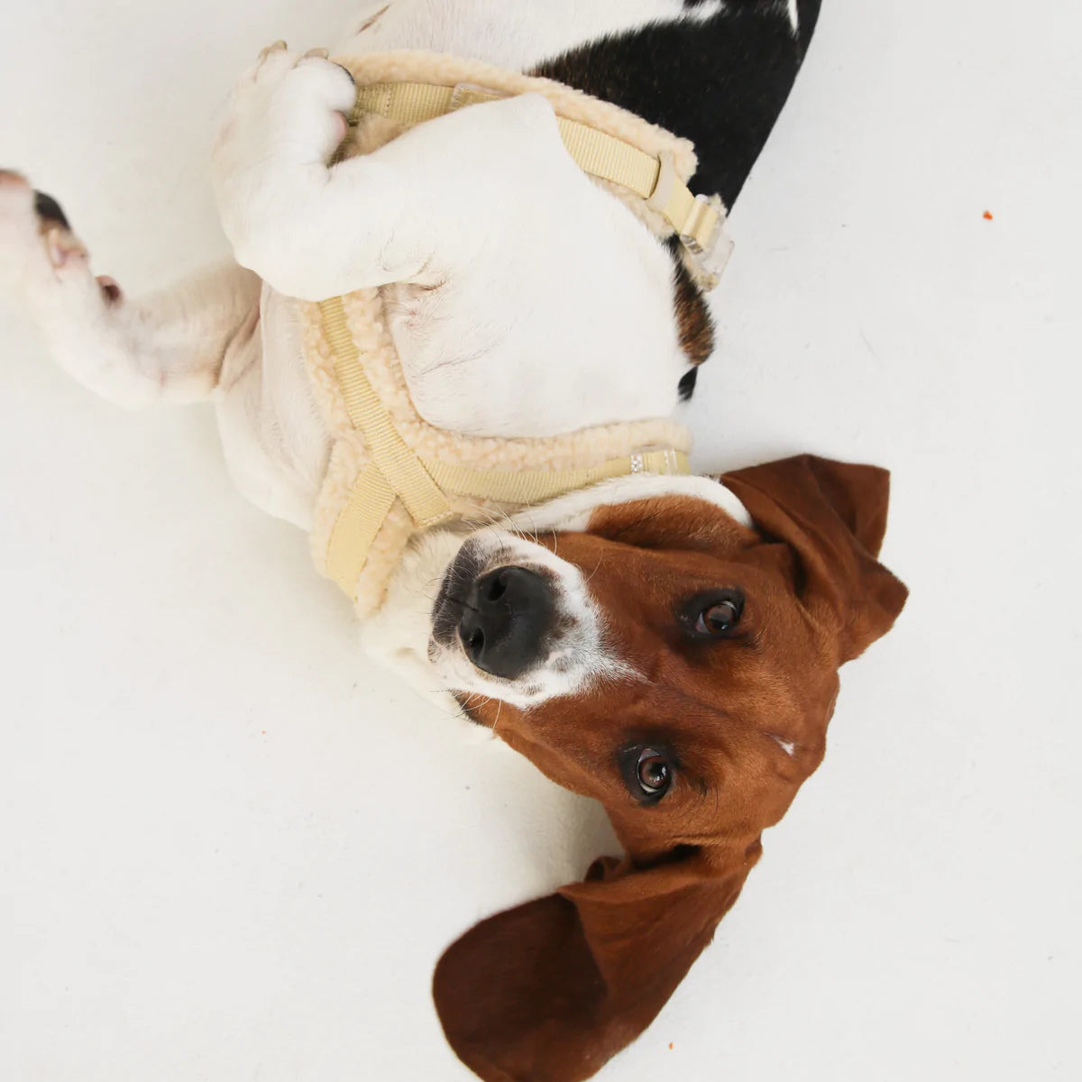 Sherpa Dog Harness - Popcorn
