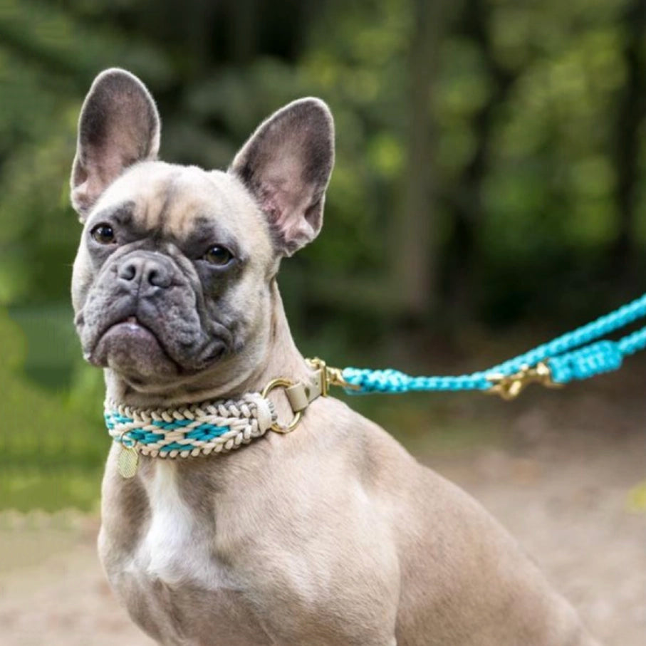 Turquoise Paracord Leash