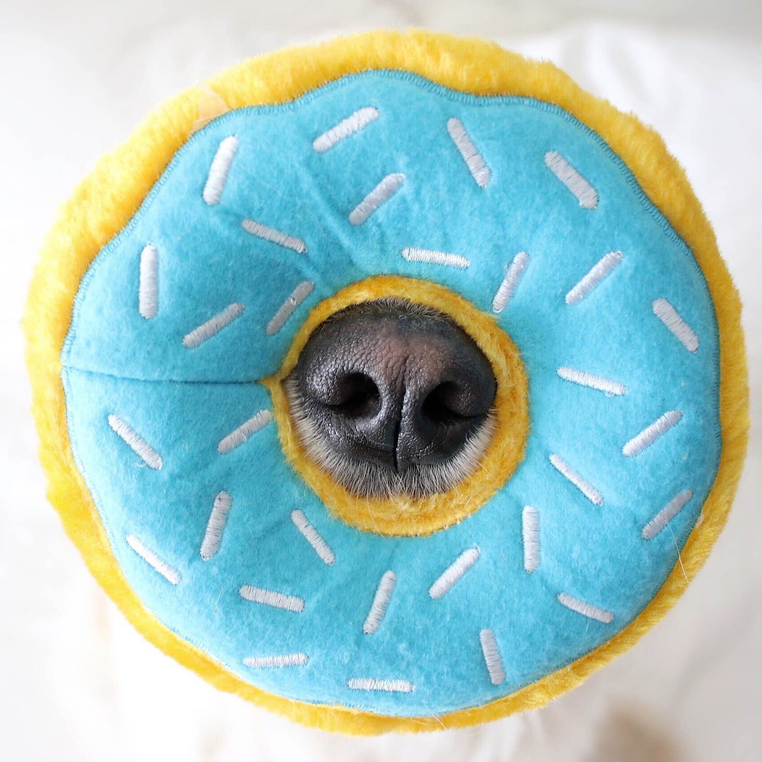 Giant Donut - Blueberry