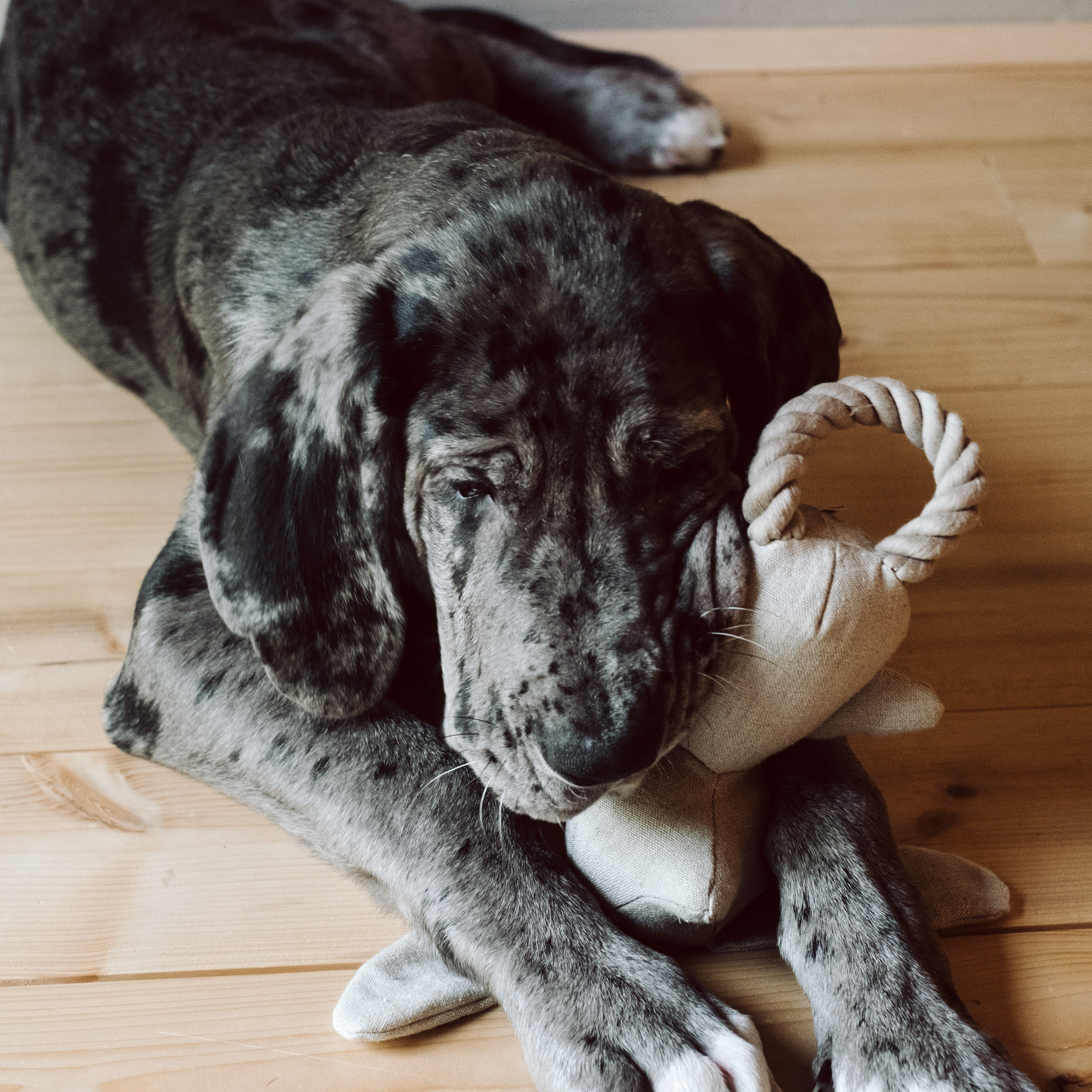 Cloud7 Dog Toy Rabbit Molly