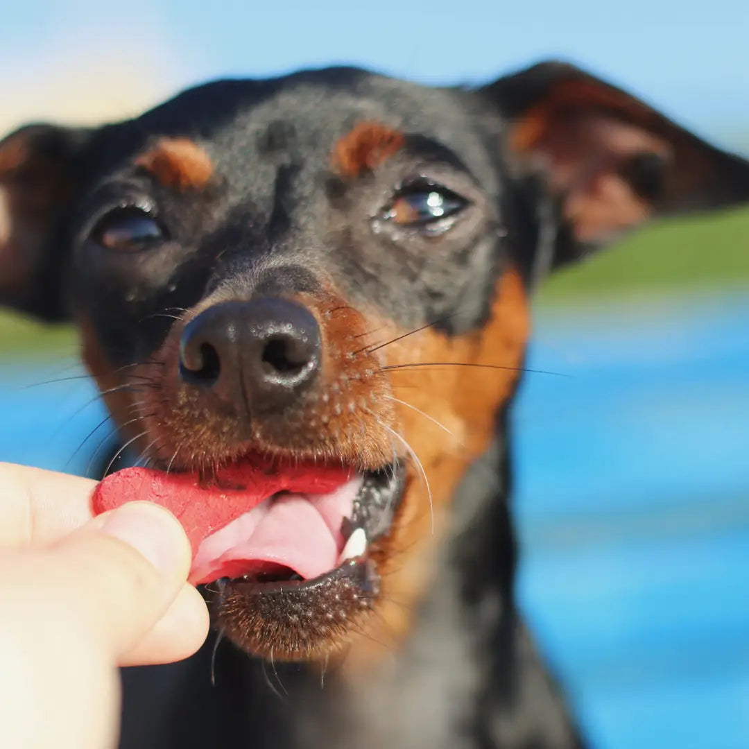 Lisboa Beet | Natural Dog Treats with Superfoods