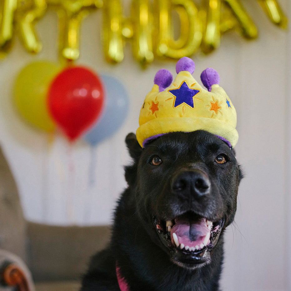 Canine Crown