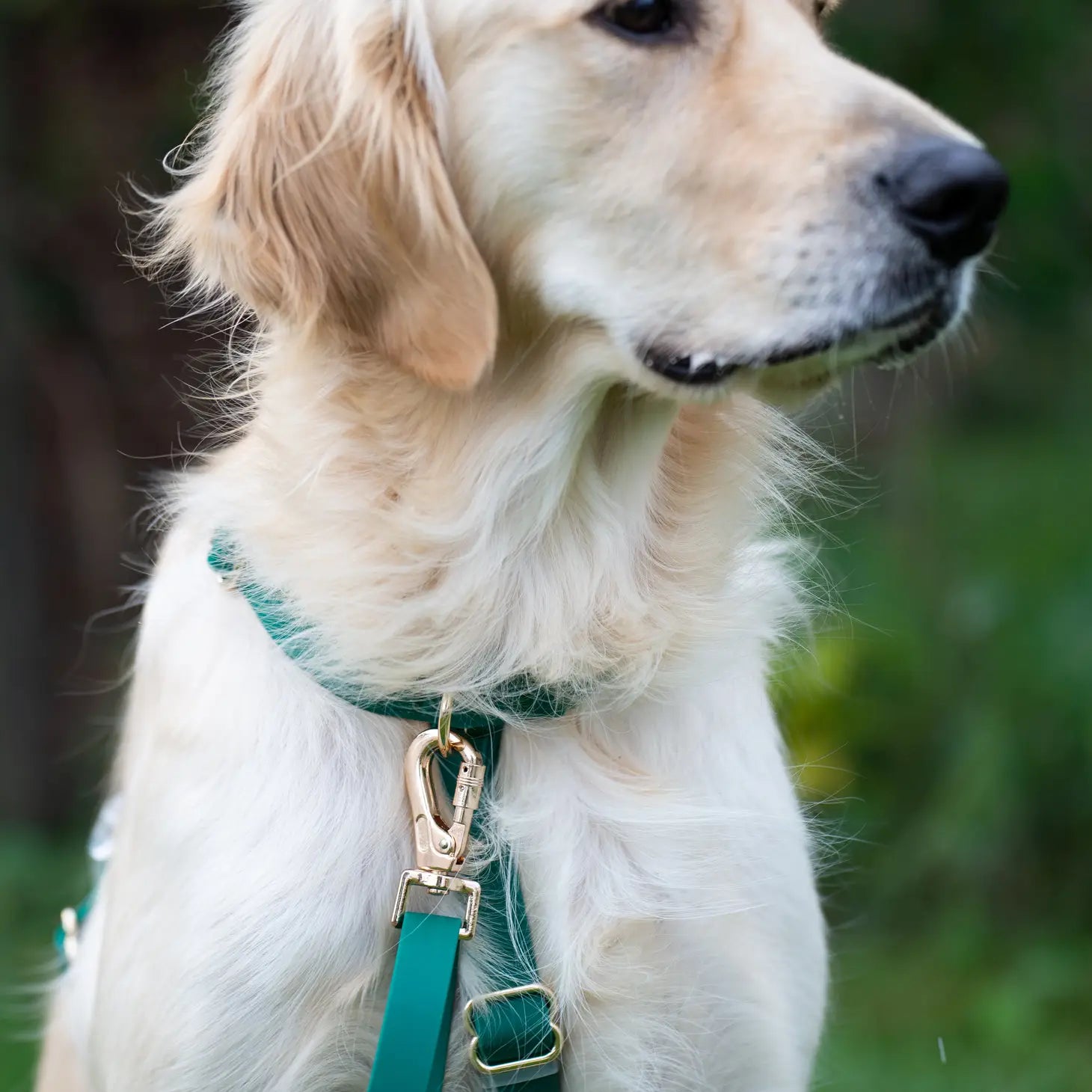 Wasserdichtes Hundegeschirr - Meadow Green