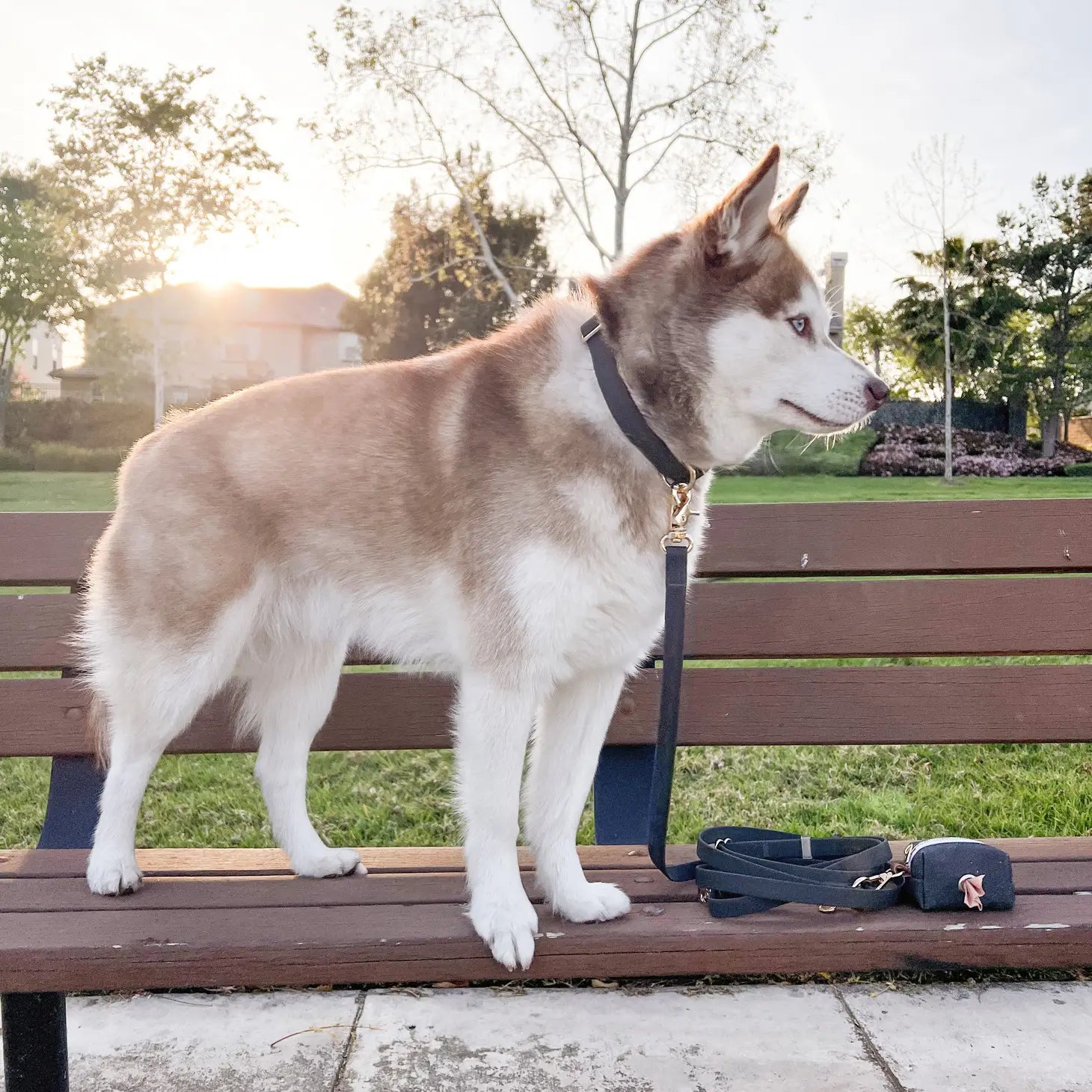 Wasserdichtes Hundehalsband - Ember Black