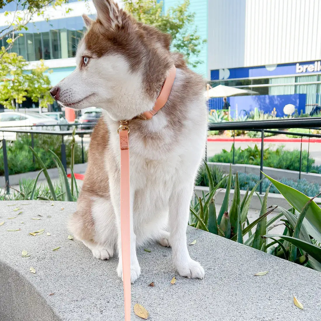 Wasserdichtes Hundehalsband - Chai Brown