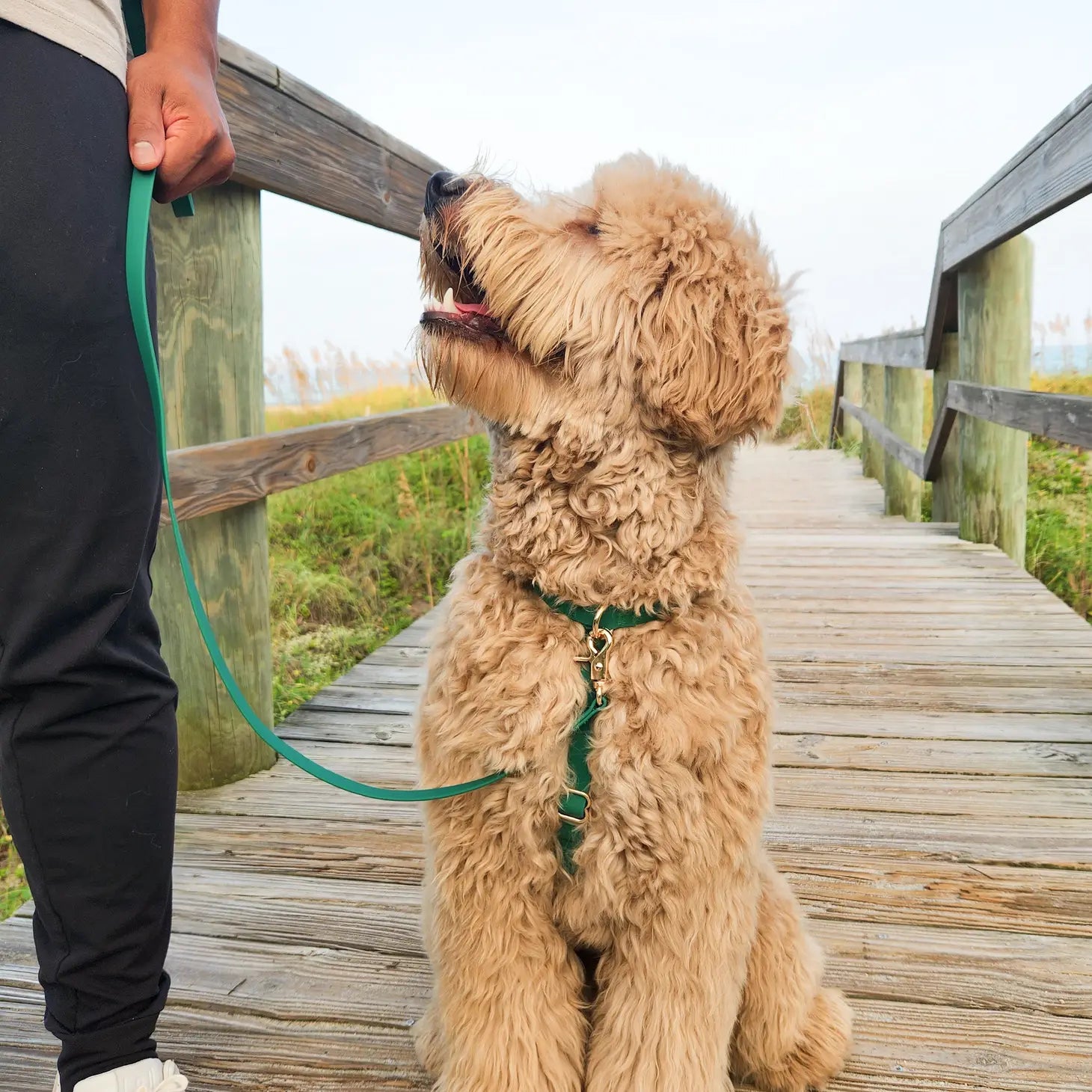 Wasserdichtes Hundegeschirr - Meadow Green