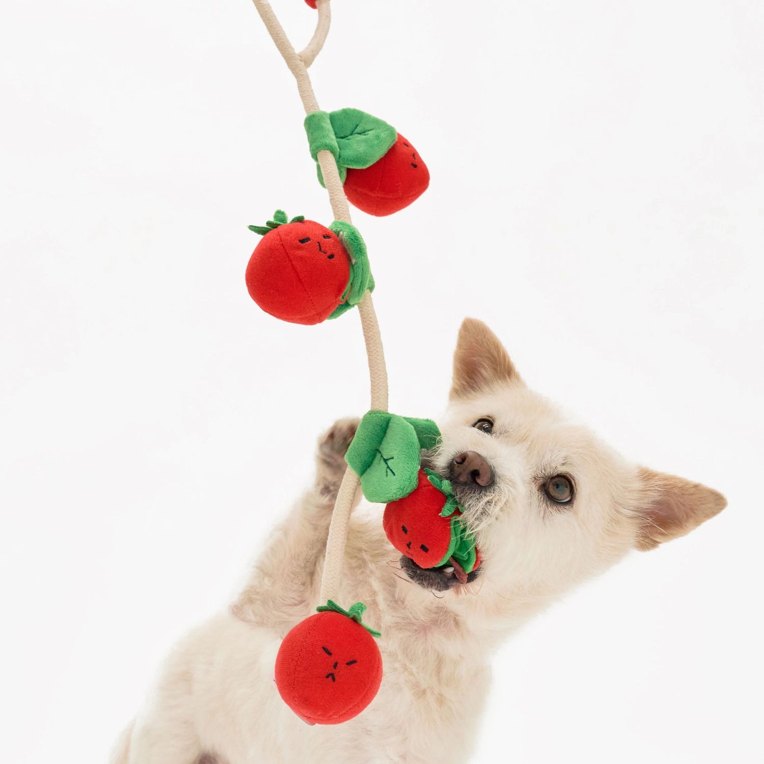 Cherry Tomato Nose Work & Tug Toy