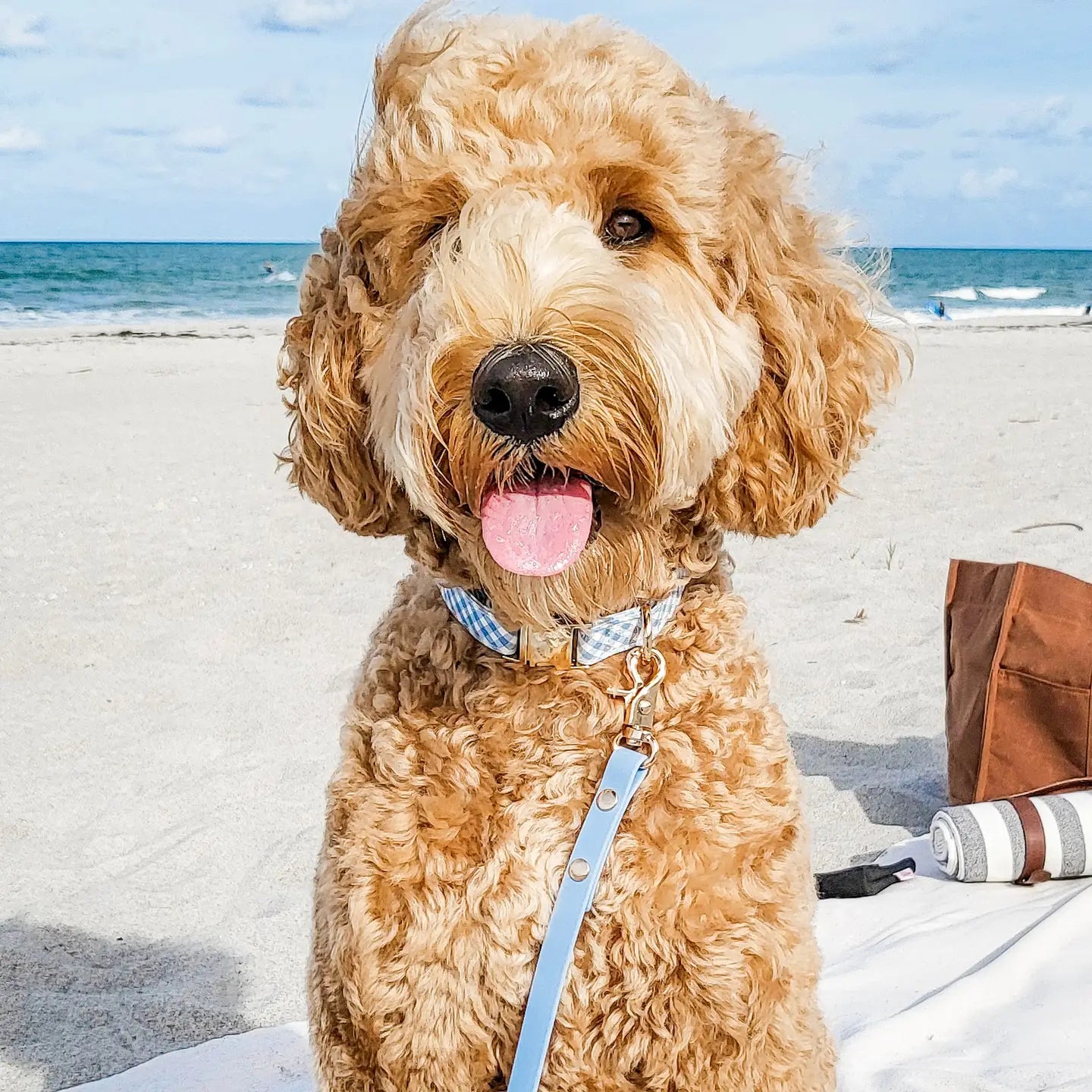 Wasserdichtes Hundehalsband - Malibu Blue Gingham