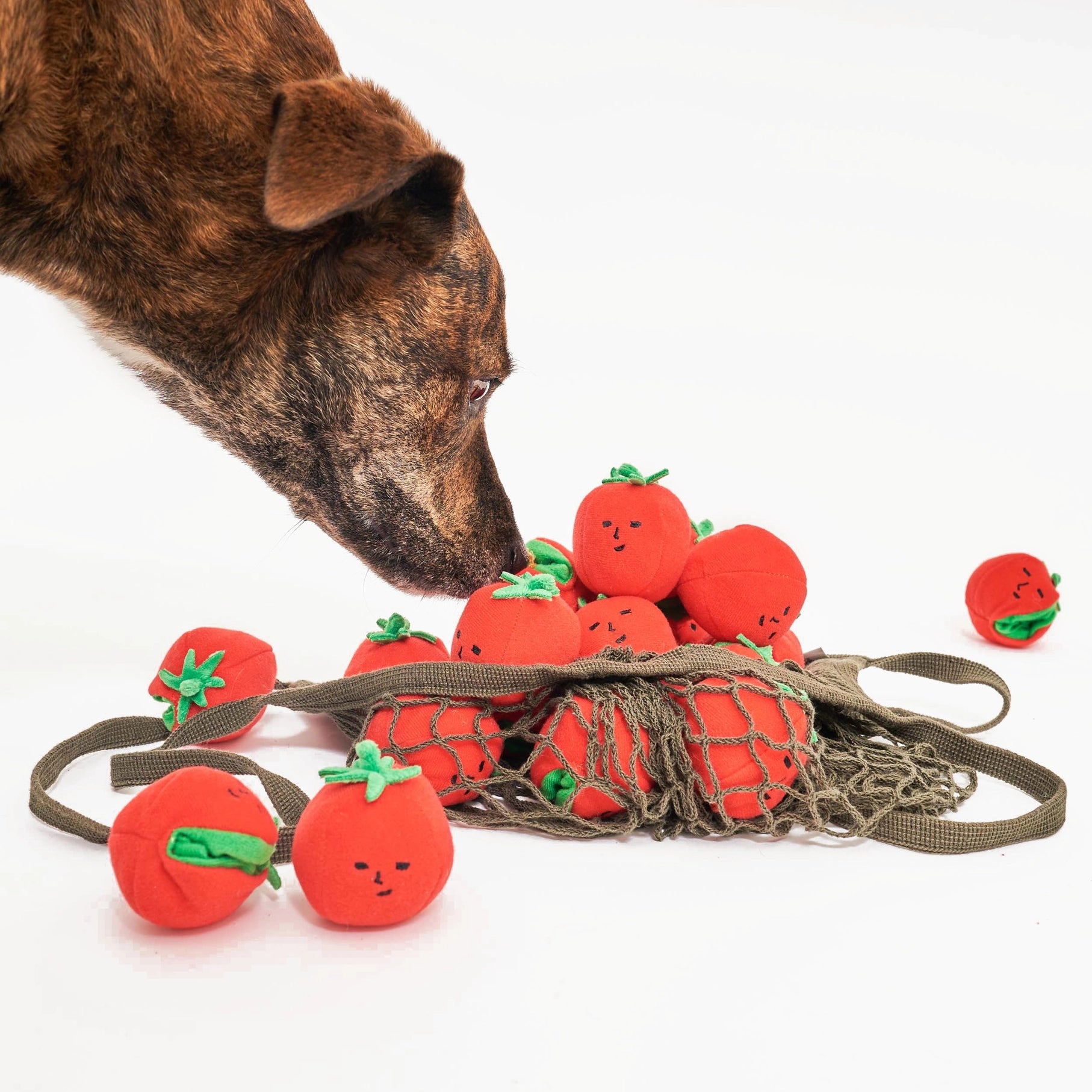 Cherry Tomato Nose Work & Tug Toy