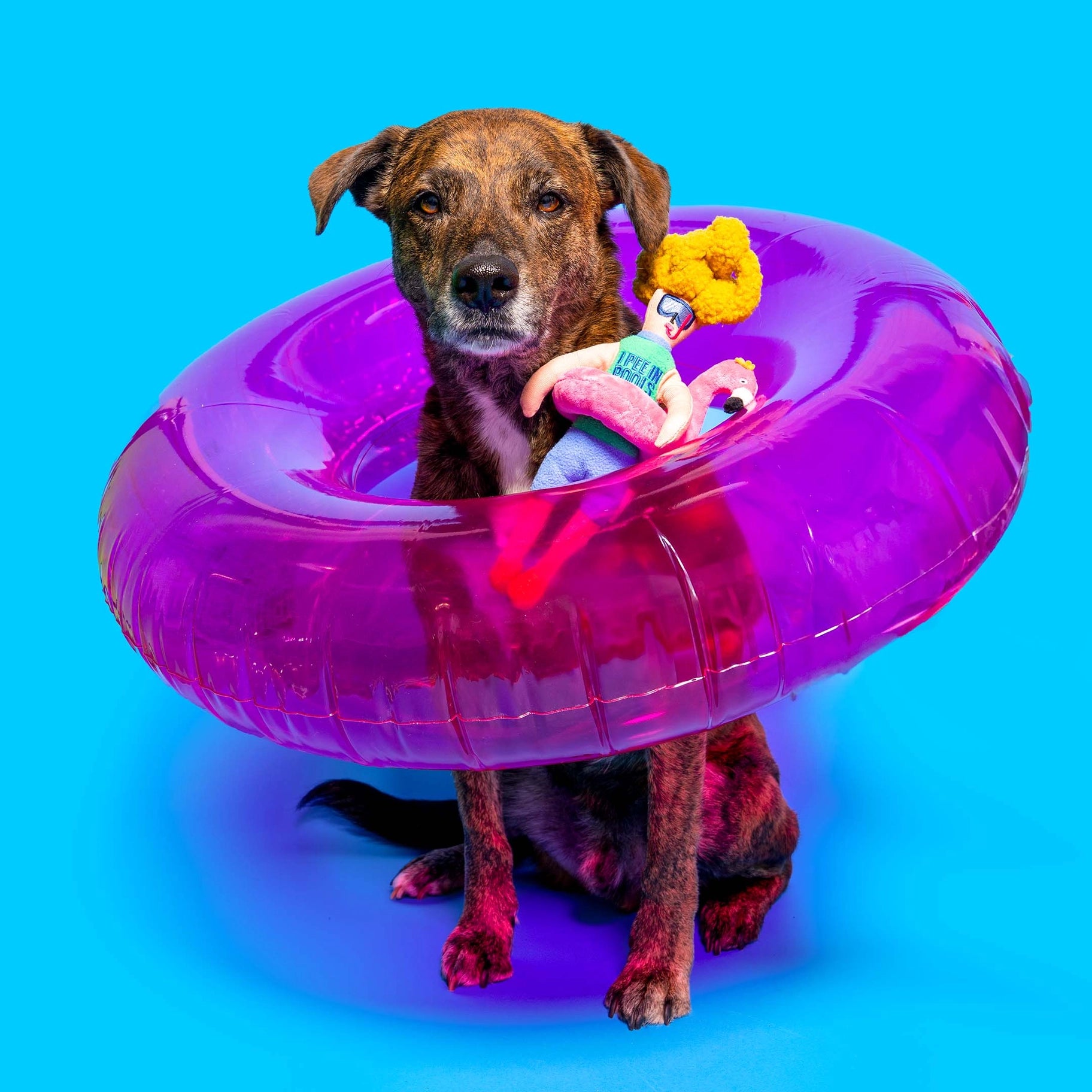 Hooman Nosework Toy - Flamingo