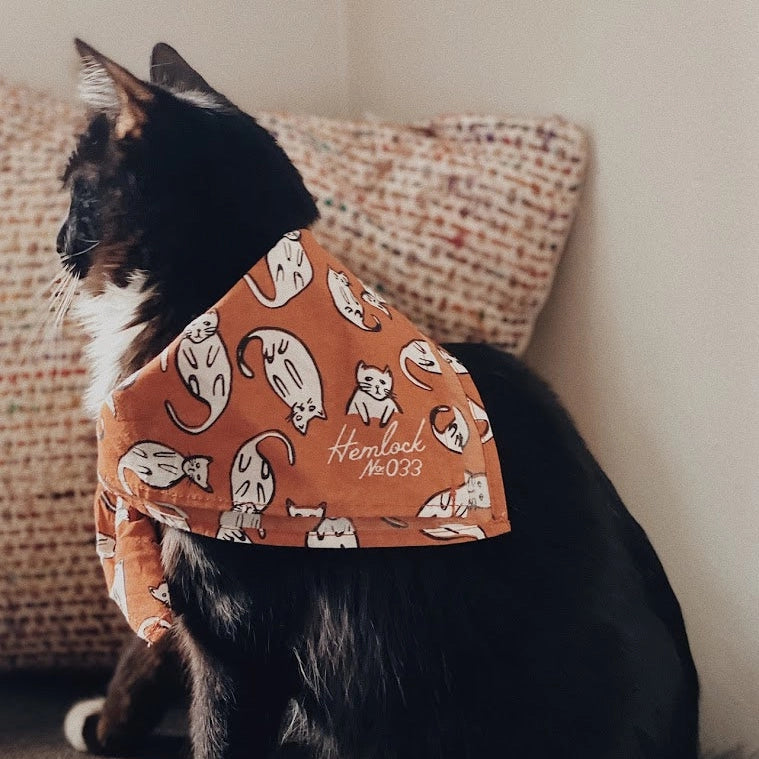 Kätzchen Bandana