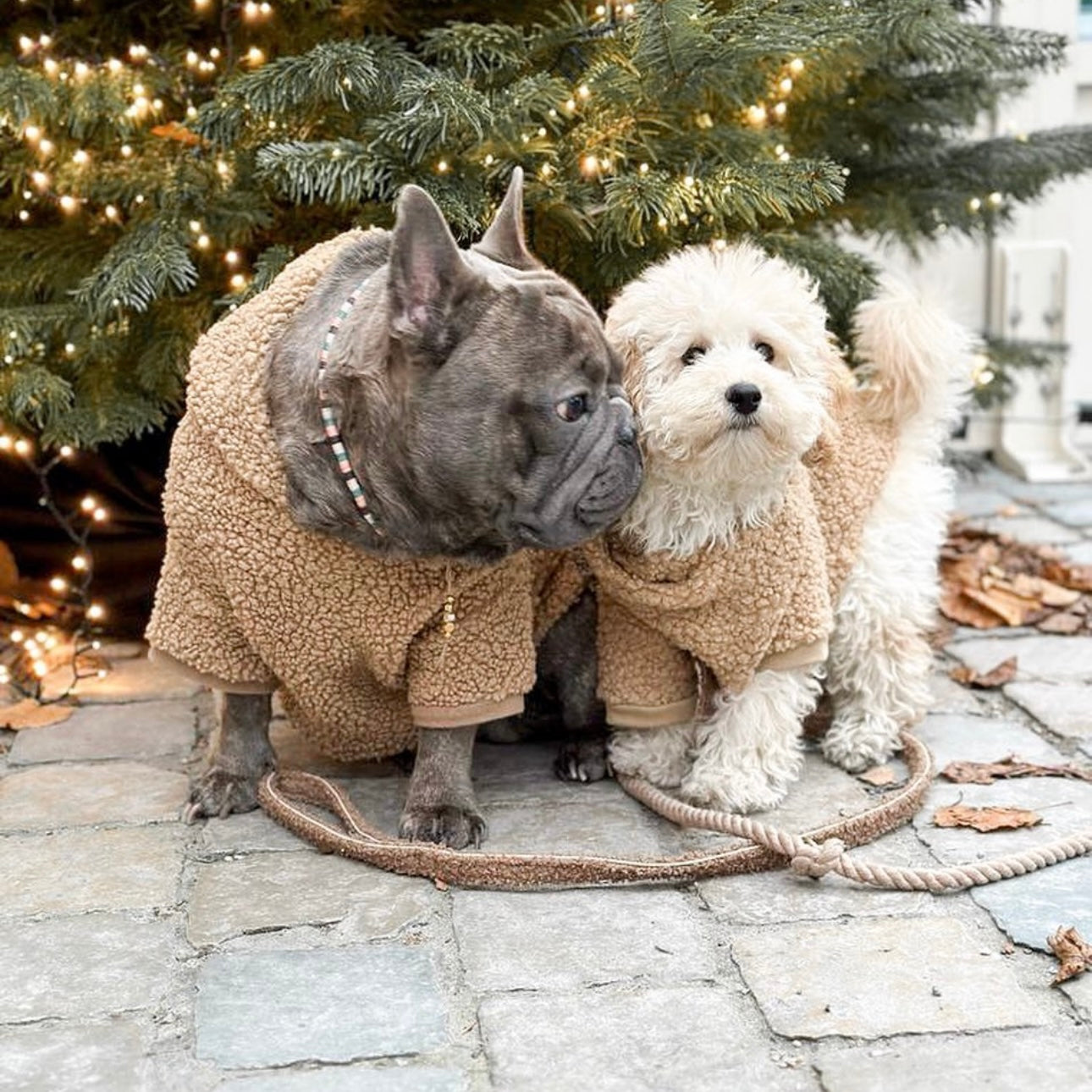 Hundepullover - Kamel-Teddy