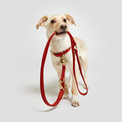 Cloud7 Dog Leash Tiergarten - Cherry Red