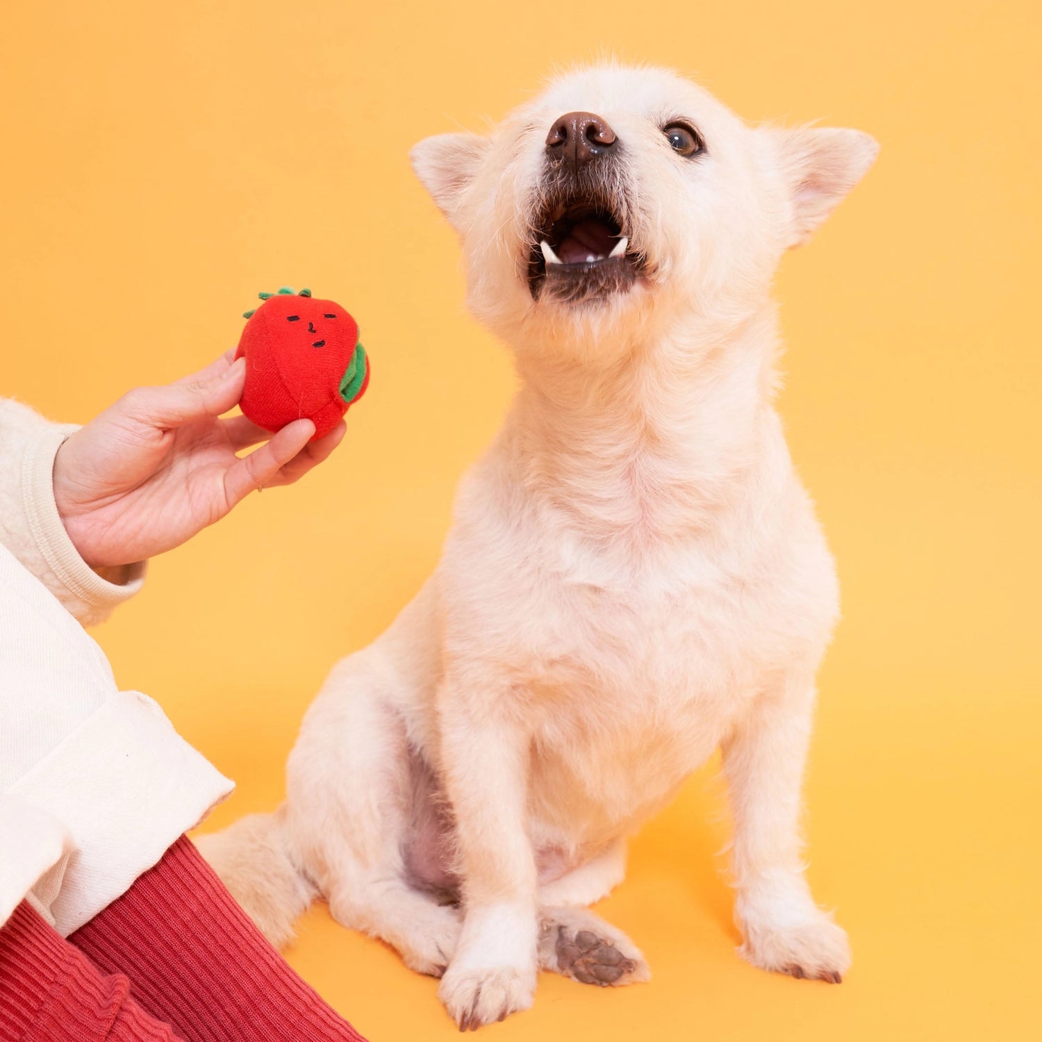 Cherry Tomato Nose Work & Tug Toy