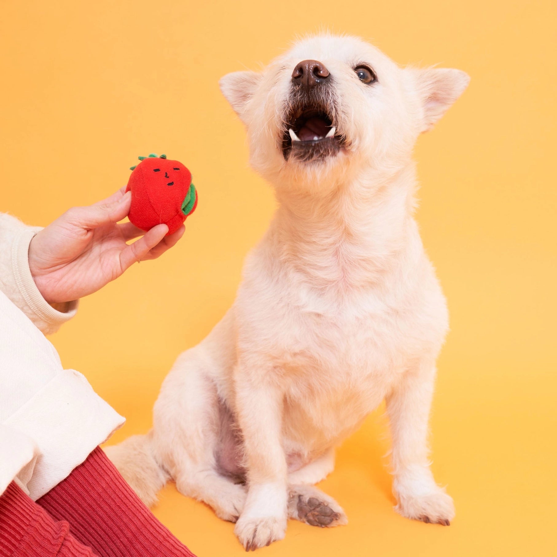 Cherry Tomato Nose Work & Tug Toy