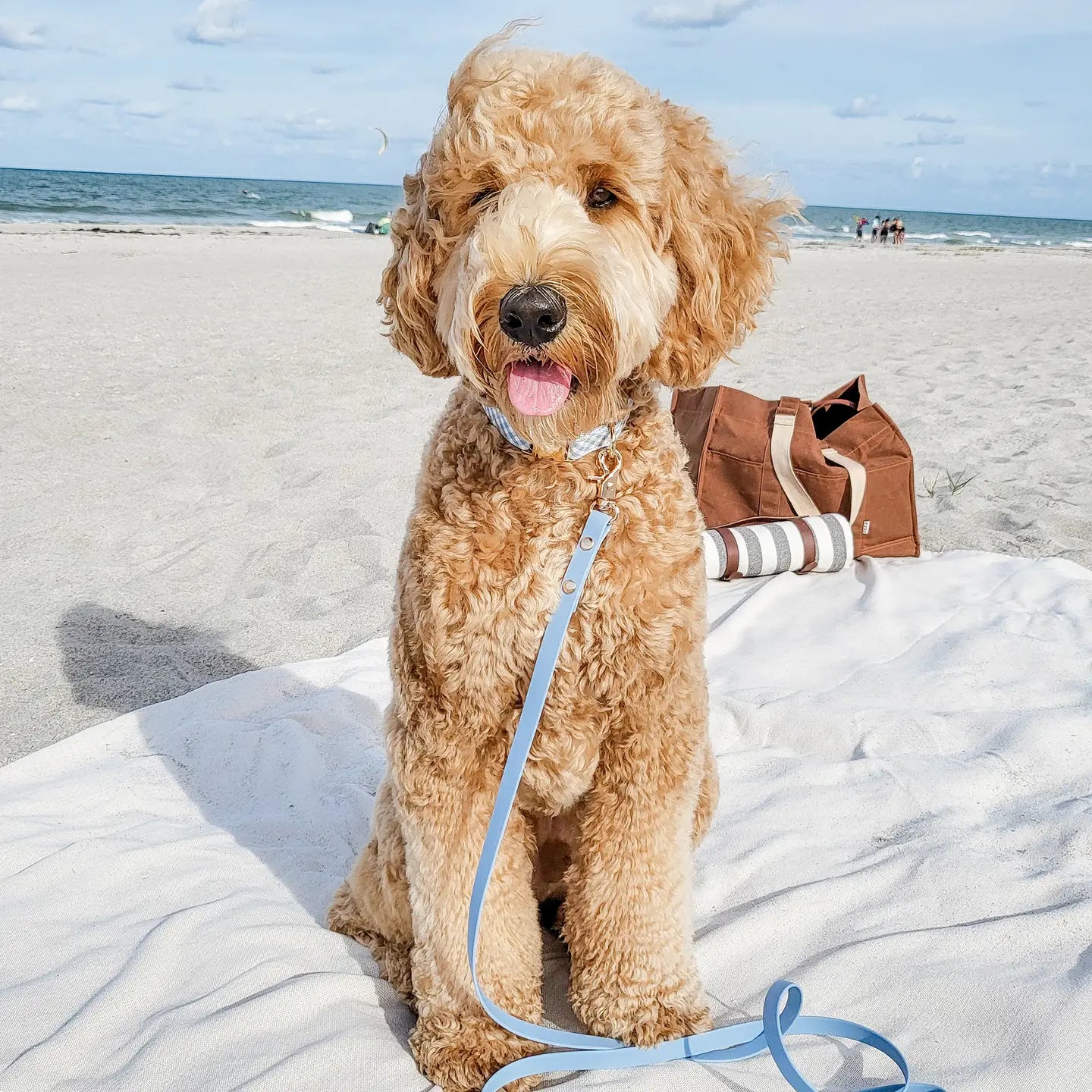 Wasserdichtes Hundehalsband - Malibu Blue Gingham