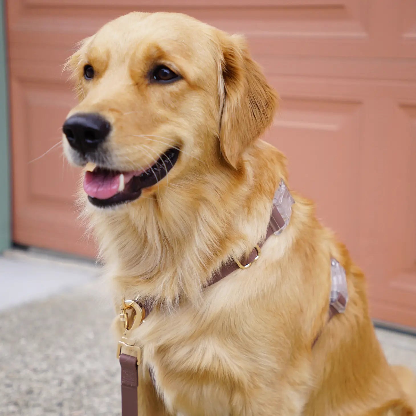 Wasserdichtes Hundegeschirr - Espresso Brown