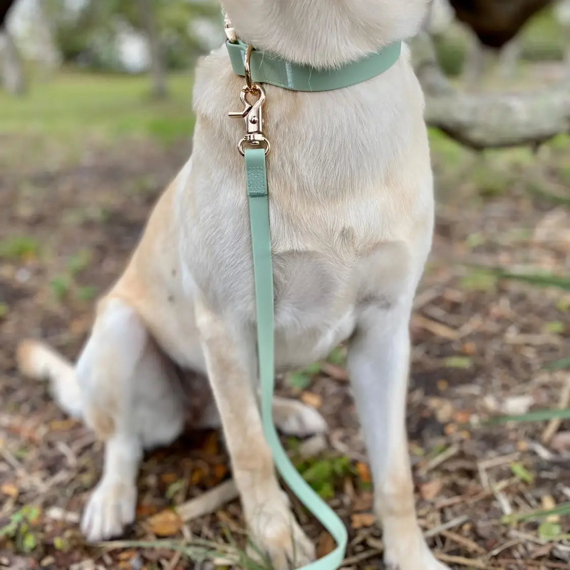 Wasserdichtes Hundehalsband - Pistaziengrün