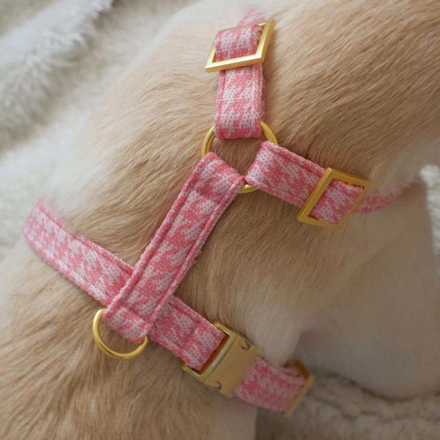 Harness Windsor