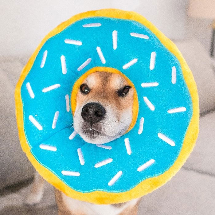Giant Donut - Blueberry