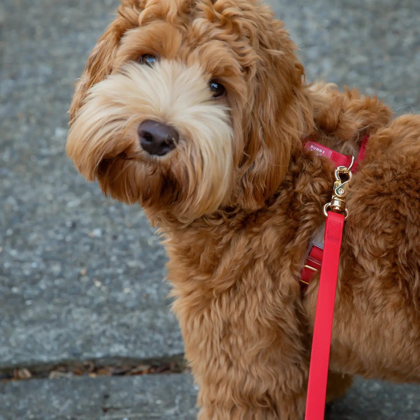 Arnés impermeable para perros - Rojo cereza