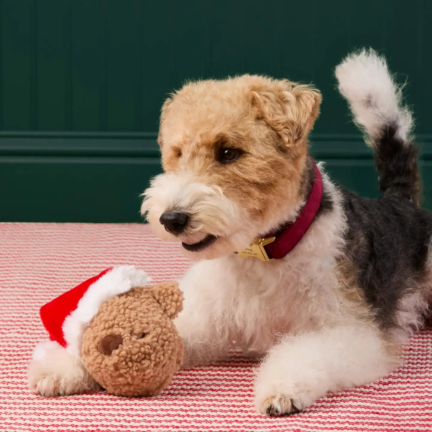 Santa Teddy Bear 2-in-1 Bounce Dog Toy