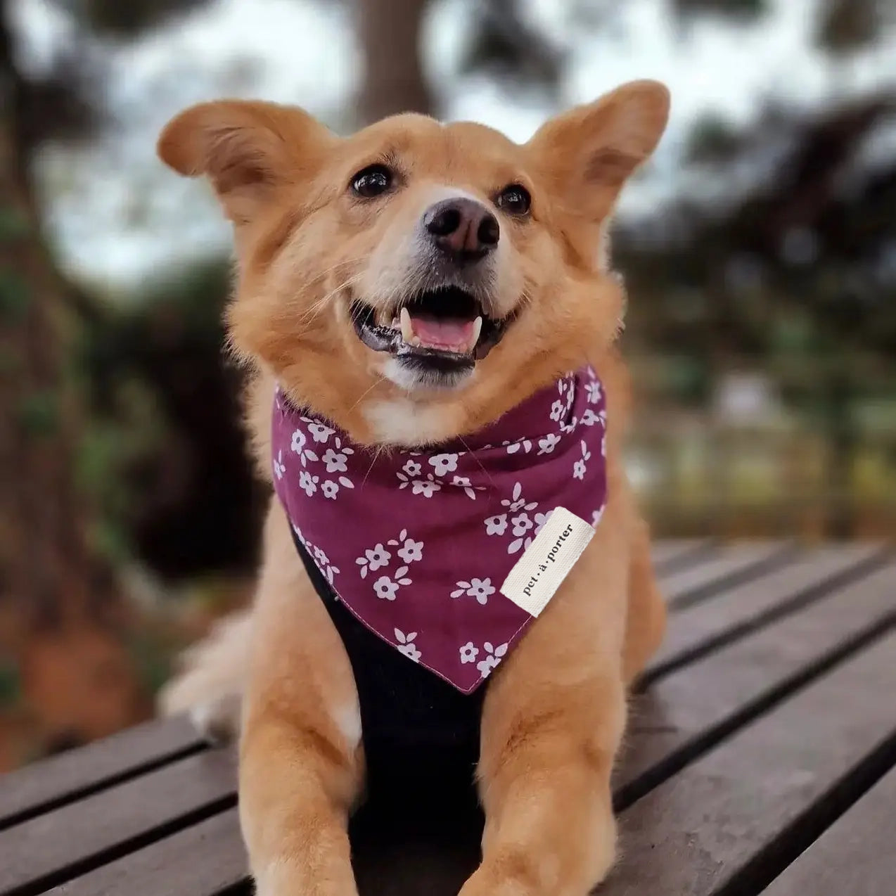 Chatham Bandana