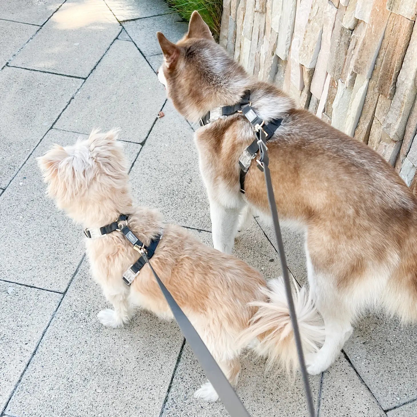 Arnés impermeable para perros - Ember Black