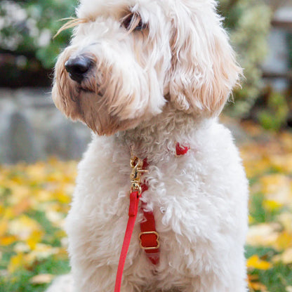 Arnés impermeable para perros - Rojo cereza