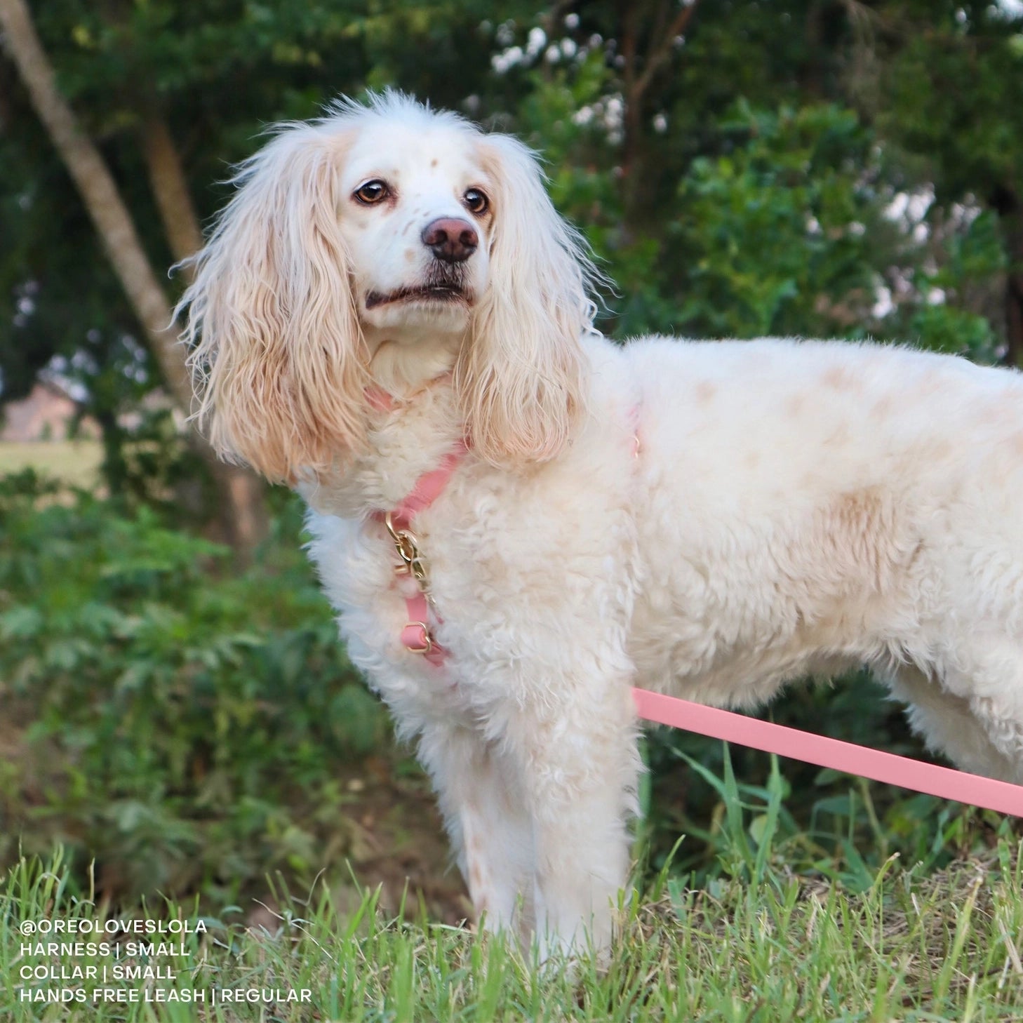 Waterproof Dog Harness - Perfect Pink