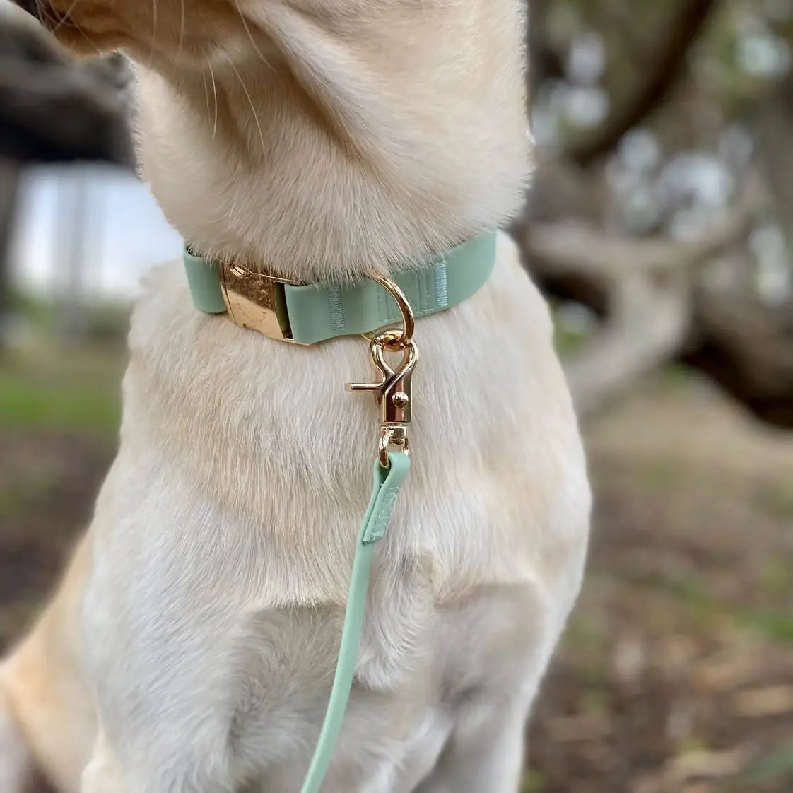 Correa impermeable para perros - Verde pistacho